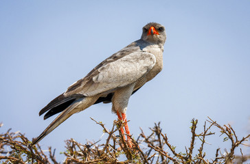 Pale chanting goshawk in acacia tree
