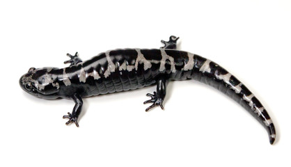 Salamander
