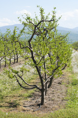Fototapeta premium Young cherry trees