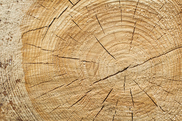 Naklejka premium Background of split wood