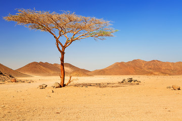 Idyllic desert scenery with single tree, Egypt - obrazy, fototapety, plakaty