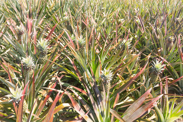 Pineapple Plantation.