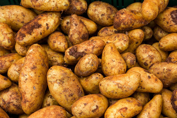 Potatoes for selling at vegetable market.