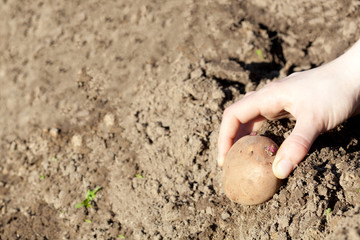 Human hand planting potato tuber into the soil