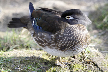 Brautente (Weibchen)