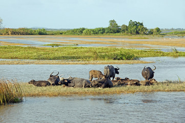 Obraz na płótnie Canvas Buffalo sleeping in the mud.