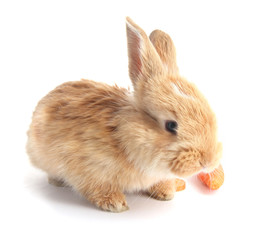 Fluffy foxy rabbit with carrot isolated on white