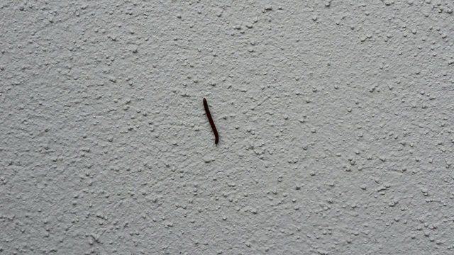Raupe bewegt sich an einer Hauswand