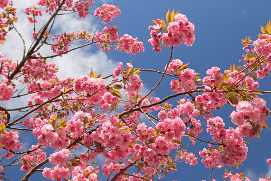 Spring - flowering tree