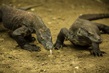 Pair of giant lizards close on Komodo 2 Island, Indonesia