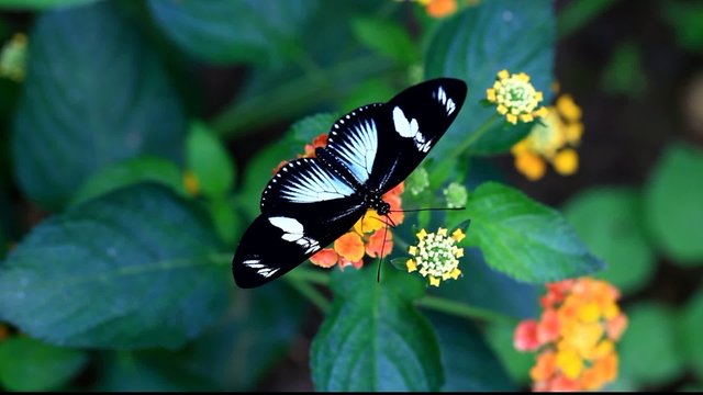 les ailes