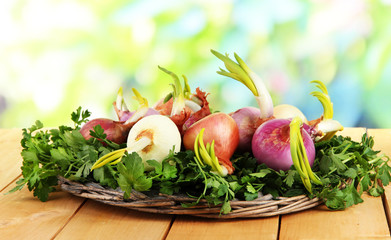 Sprouting onions on board with herbs on nature background