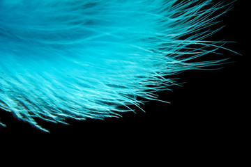 Beautiful decorative feather on black background