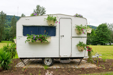 Flowers at the camping