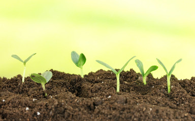 Green seedling growing from soil.on bright background