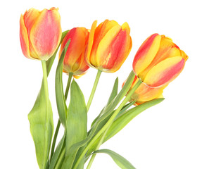 Beautiful orange tulips isolated on white