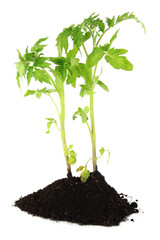 Young plant in ground isolated on white