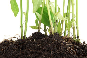 Pepper seedlings close up