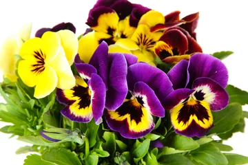 Peel and stick wall murals Pansies Beautiful pansies flowers isolated on a white