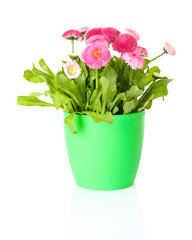 Daisy flowers isolated on white