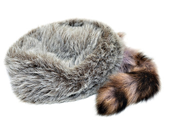 Fototapeta na wymiar Raccoon Cap skóry