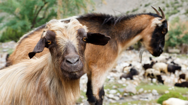 Goat in the Karakorum Mountains, Pakistan