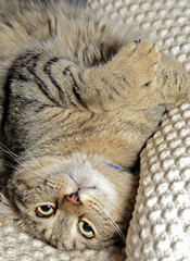 Naklejka premium Highland Lynx Cat