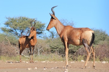 Red Hartebeest - African Wildlife Background - Posing Horns
