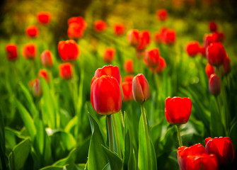 Fototapeta premium red tulips