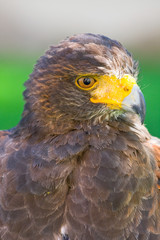 golden eagle close up