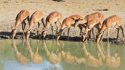 Impala reflection of red, family time - African Wildlife