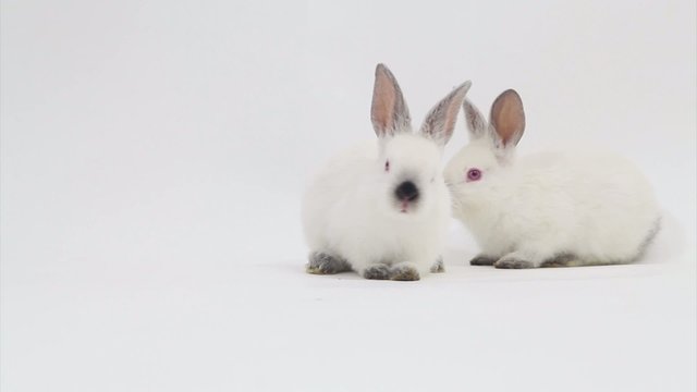 Rabbits indoor 
