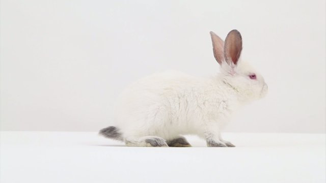 Rabbit  in studio