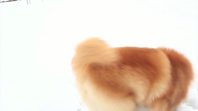 Pomeranian in the snow