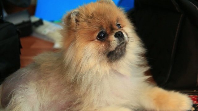 Pomeranian indoor