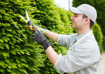 Gardener pruning an hedge