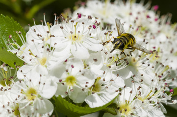 Hoverfly on hawthorn flowers