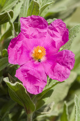 Rock-rose flower