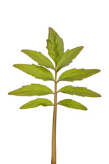 stevia rebaudiana green leaf  herb