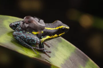 Photo sur Plexiglas Grenouille poison dart frog tadpoles