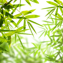 bamboo leaves isolated on a white background