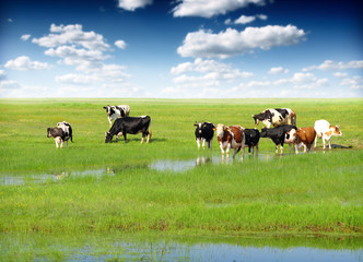 Cows grazing on a green summer meadow