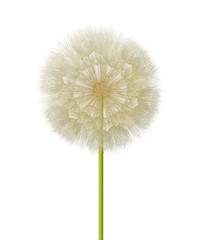 Fototapeta premium Dandelion Seed Head