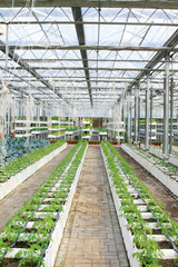 Soilless cultivation green vegetables in an agricultural plantat