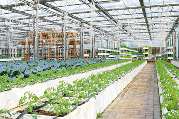 Soilless cultivation green vegetables in an agricultural plantat