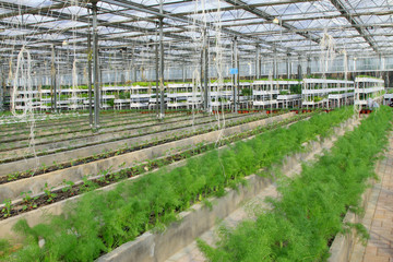 Asparagus grown in modern agricultural production workshop