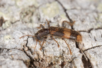 Opilio mollis on oak wood, extreme close-up