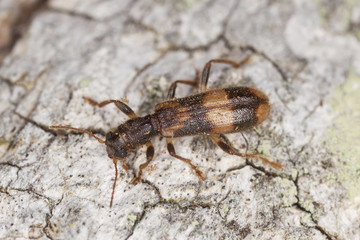 Opilio mollis on oak wood, extreme close-up