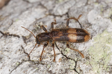 Opilio mollis on oak wood, extreme close-up