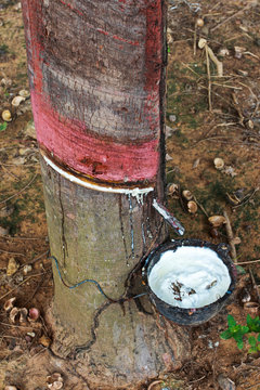 Rubber Tapping in Thailand.